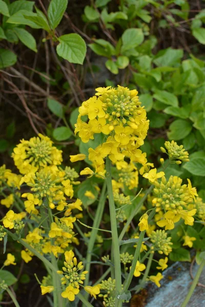 Bloeiende Koolzaad Detail Van Bloeiende Koolzaad Canola Koolzaad Plant Voor — Stockfoto