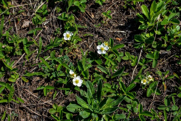 Vadon Termő Szamóca Zöld Levelekkel Érett Piros Gyümölcsökkel Fragaria Vesca — Stock Fotó