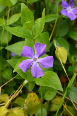 Basamağın menekşe çiçekleri Vinca herbacea