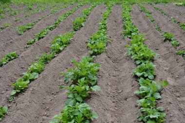 Yeşil patates filizli patates tarlası. Genç patateslerin yeşil yaprakları bahçedeki yataklarda yetişir. Tarım, bahar ve yaz aylarında organik patates yetiştirme..