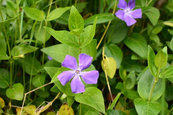 Flores Violetas Planta Passo Vinca Herbacea — Fotografia de Stock