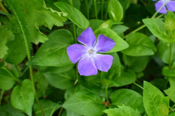 Flores Violetas Planta Passo Vinca Herbacea — Fotografia de Stock