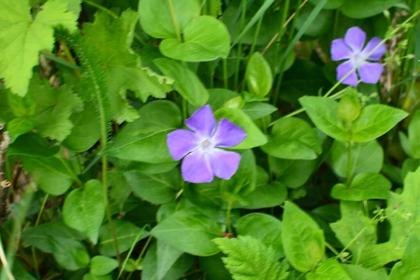 Flores Violetas Planta Passo Vinca Herbacea — Fotografia de Stock