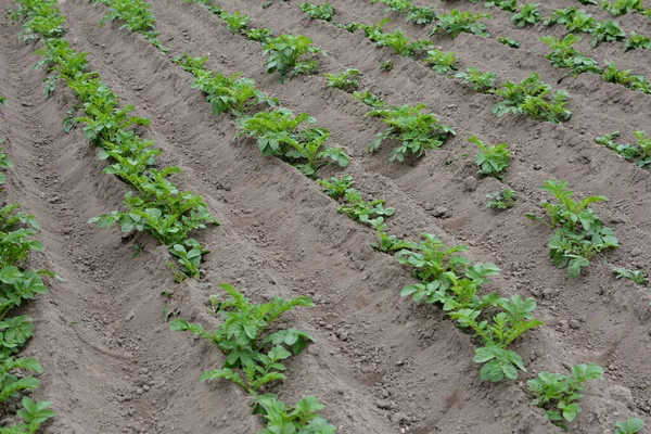 Potato field with green shoots of potatoes. Green leaves of young potatoes grow on beds in ground in garden. Agriculture, organic cultivation of potatoes in spring, summer.