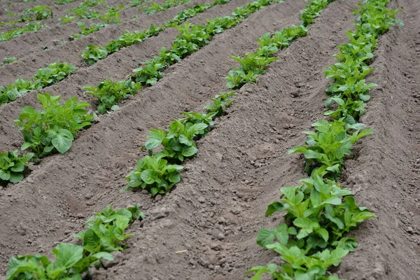 Potato field with green shoots of potatoes. Green leaves of young potatoes grow on beds in ground in garden. Agriculture, organic cultivation of potatoes in spring, summer.