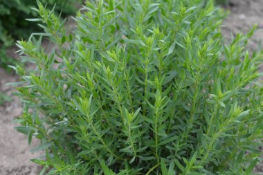 Hyssop çiçekleri (Hyssopus officinalis), tıbbi bitki, iyi bal bitkisi, aromatik sos.
