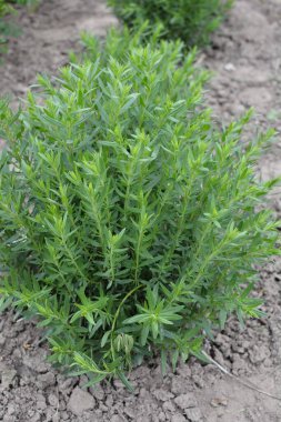 Hyssop çiçekleri (Hyssopus officinalis), tıbbi bitki, iyi bal bitkisi, aromatik sos.