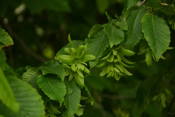 Ostrya Carpinifolia Ostrya Carpinifolia Albero Della Famiglia Delle Betulaceae Semi — Foto Stock