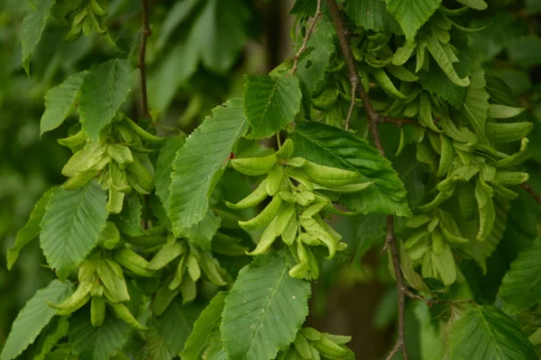 Ostrya Carpinifolia Den Europeiska Humlehornbalken Ett Träd Familjen Betulaceae Frön — Stockfoto