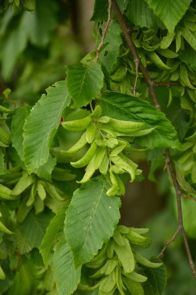 Ostrya Carpinifolia Betulaceae Familyasından Bir Ağaç Türü Carpinus Betulus Tohumları — Stok fotoğraf