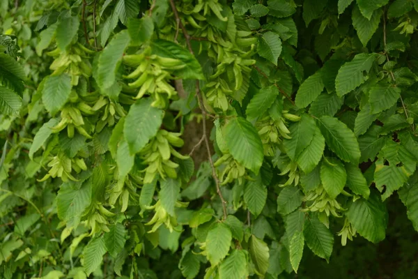 Ostrya Carpinifolia Den Europeiska Humlehornbalken Ett Träd Familjen Betulaceae Frön — Stockfoto