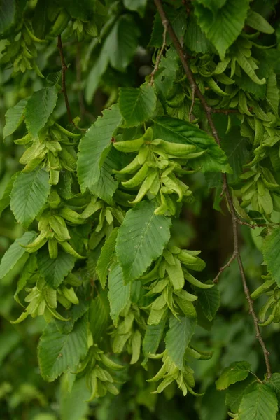 Ostrya Carpinifolia 欧洲跳跃角形树 是贝都拉科的一棵树 马尾松 欧洲马尾松或普通马尾松的种子 — 图库照片