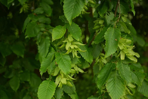 Ostrya Carpinifolia 欧洲跳跃角形树 是贝都拉科的一棵树 马尾松 欧洲马尾松或普通马尾松的种子 — 图库照片