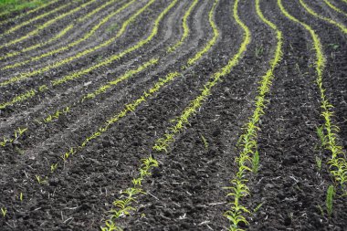 Genç mısırların yetiştiği bir tarla. Gün batımında yeşil alan. Genç mısır tarlası ilkbahar sabahı çok sığ bir tarlada..