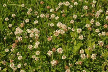 Çimlerin arasında beyaz yonca çiçekleri. Trifolium tövbe eder..