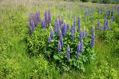 Pembe mor ve mavi çiçekli Lupinus tarlası. Lupin tarlası. Çayırda mor ve pembe lupin. Lupine değerli yem ve süs bitkisi..