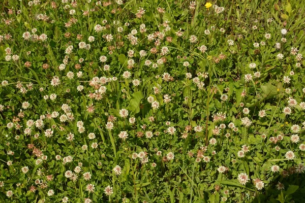 White clover flowers among the grass. Trifolium repens.