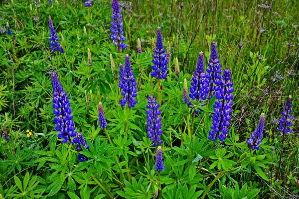 紫と青の花とルピナスのフィールド ルピナスの畑だ 牧草地でバイオレットとピンクのルパン ルパン貴重な飼料と観賞用植物 — ストック写真