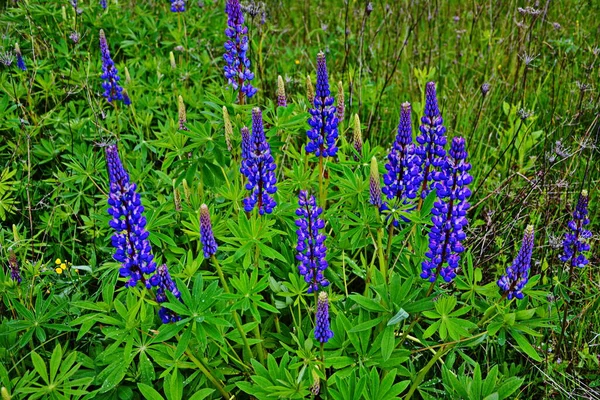 卢皮努斯田野 有粉红色的紫色和蓝色的花 一片松柏地 草地上的紫罗兰和粉红羽扇豆 卢平珍贵的饲料和观赏植物 — 图库照片