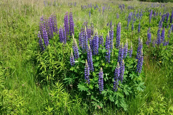 紫と青の花とルピナスのフィールド ルピナスの畑だ 牧草地でバイオレットとピンクのルパン ルパン貴重な飼料と観賞用植物 — ストック写真