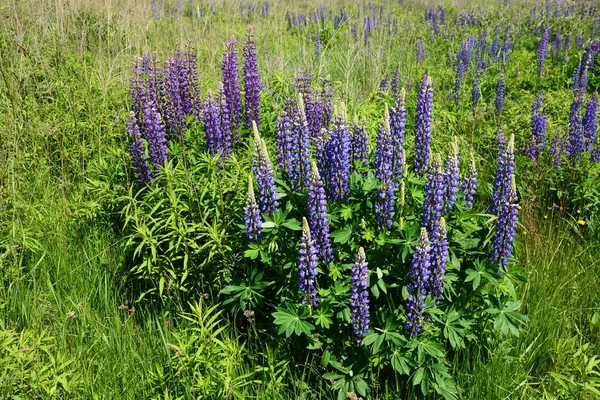 Campo Lupino Con Fiori Rosa Viola Blu Campo Lupini Lupino — Foto Stock