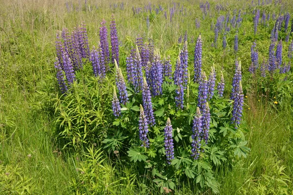 Campo Lupinus Com Flores Roxas Azuis Rosa Campo Tremoços Lupin — Fotografia de Stock