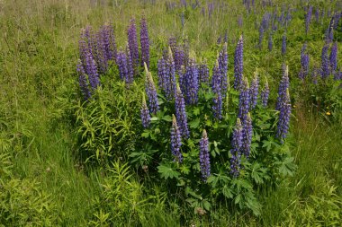 Pembe mor ve mavi çiçekli Lupinus tarlası. Lupin tarlası. Çayırda mor ve pembe lupin. Lupine değerli yem ve süs bitkisi..