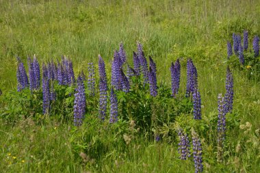 Pembe mor ve mavi çiçekli Lupinus tarlası. Lupin tarlası. Çayırda mor ve pembe lupin. Lupine değerli yem ve süs bitkisi..