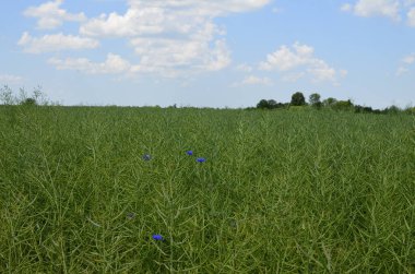 Brassica Napus. Yazın yeşil kanola tohumlarının kapanışı. Tarım alanında yetişen yeşil hardal tohumları. Çiftlik arazisi. Mavi gökyüzü ve beyaz bulutlar..