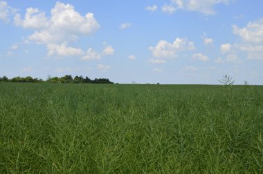 Brassica Napus. Yazın yeşil kanola tohumlarının kapanışı. Tarım alanında yetişen yeşil hardal tohumları. Çiftlik arazisi. Mavi gökyüzü ve beyaz bulutlar..