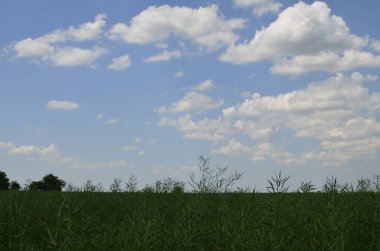 Brassica Napus. Yazın yeşil kanola tohumlarının kapanışı. Tarım alanında yetişen yeşil hardal tohumları. Çiftlik arazisi. Mavi gökyüzü ve beyaz bulutlar..