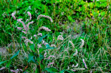 Şifalı bitki Polygonum hidropiper bahçede çiçek açar..