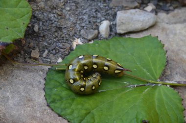 Ukraynalı Şahin Güvesi 'nin (Hyles gallii) yatak yarasının tırtılları. Büyük bir tırtıl doğal ortamda kumun üzerinde sürünür. Makro.