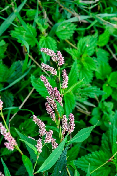 薬用植物ポリゴナムヒドロピパーが庭に咲きます — ストック写真