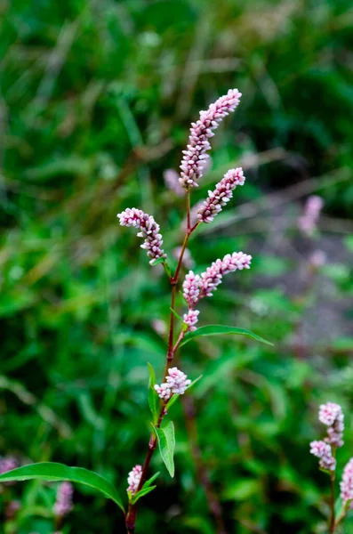 薬用植物ポリゴナムヒドロピパーが庭に咲きます — ストック写真