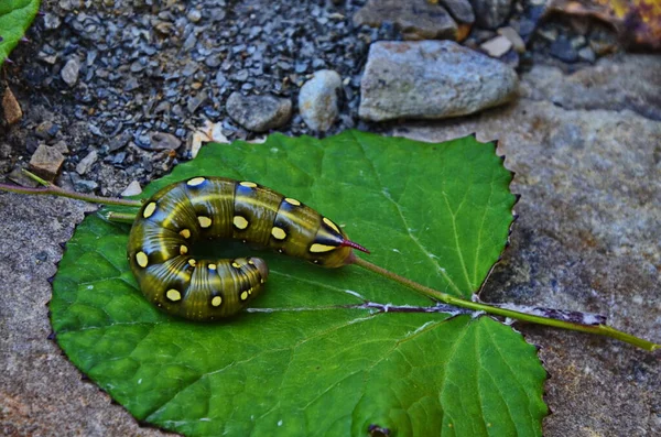 Caterpillar Της Bedsore Του Hawk Moth Hyles Gallii Από Την — Φωτογραφία Αρχείου
