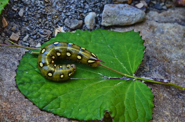 Lagarta Cama Traça Falcão Hyles Gallii Ucrânia Uma Grande Lagarta — Fotografia de Stock