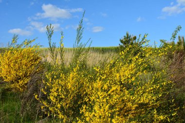 Cytisus Scoparius 'un çiçek açan sarı çiçekleri, yaygın süpürge ya da İskoç süpürgesi, Syn' in dalını kapatın. Sarothamnus Scoparius. Nisan ayında çiçek açan süpürge, Cytisus scoparius