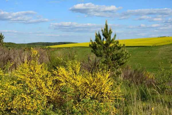 Close Branch Blooming Yellow Flowers Cytisus Scoparius Common Broom Scotch — Stock Photo, Image