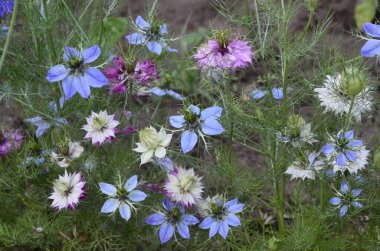 Bahçede çiçek açan Nigella sativa. Ayrıca siyah kimyon, siyah kimyon, nigella olarak da bilinir.