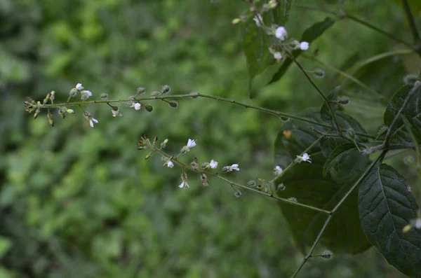 Circaea Lutetiana Wildpflanze Pflanze Blüht Sommer — Stockfoto