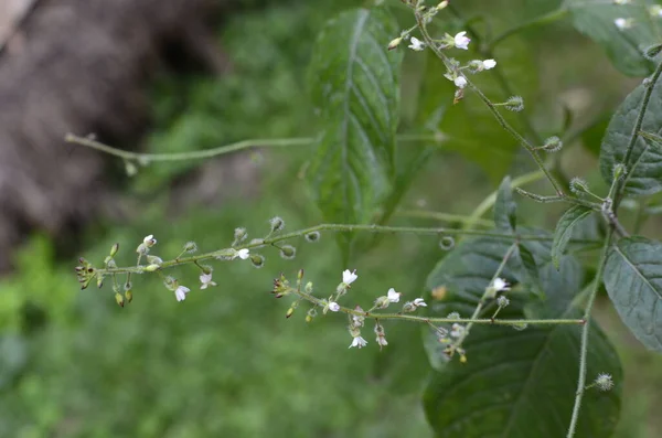 Circaea Lutetiana Plantă Sălbatică Planta Înflorește Vara — Fotografie, imagine de stoc