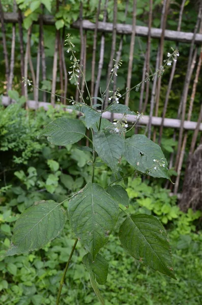 Circaea Lutetiana 野生の植物 夏に咲く植物 — ストック写真