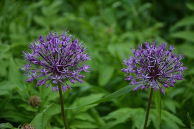 Soğan Suvorov (Allium suworowii), Anzur 'un dağlık yayı. Haziran 'da çiçek açar