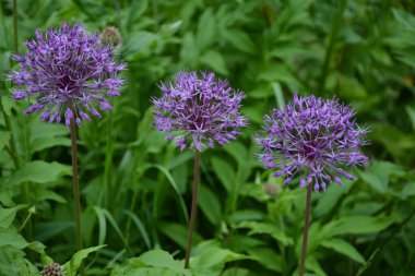 Soğan Suvorov (Allium suworowii), Anzur 'un dağlık yayı. Haziran 'da çiçek açar