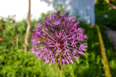 Soğan Suvorov (Allium suworowii), Anzur 'un dağlık yayı. Haziran 'da çiçek açar