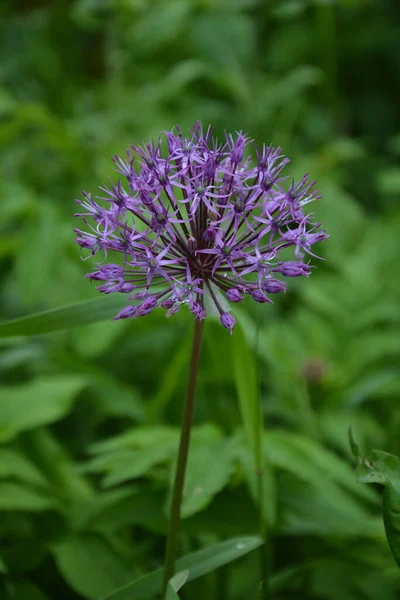 Onion Suvorov Allium Suworowii Parte Dos Arcos Montanha Anzur Flores — Fotografia de Stock