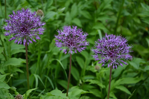 Cibule Suvorov Allium Suworowii Součástí Pohoří Anzur Červnové Květy — Stock fotografie