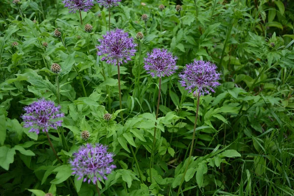 Onion Suvorov Allium Suworowii Part Mountain Bows Anzur Blooms June — Stock Photo, Image