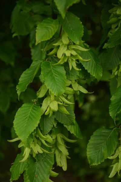 Ostrya Carpinifolia Den Europeiska Humlehornbalken Ett Träd Familjen Betulaceae Frön — Stockfoto